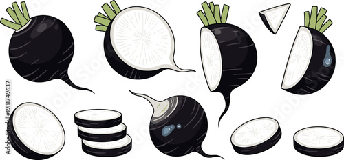 Black radish vegetable vector set with whole sliced and cut pieces, fresh organic root food illustration isolated on white