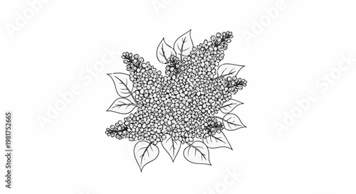 Hand-drawn sketch of lilac blossoms with detailed petals and leaves