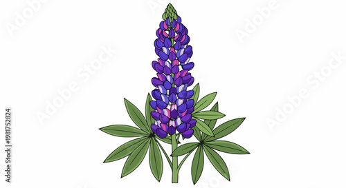 Illustration of a tall purple and pink lupine flower with green leaves