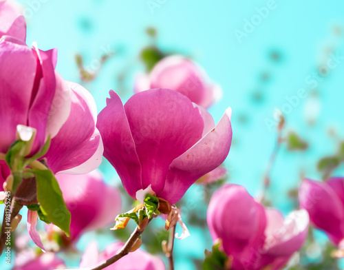 Tulpen-Magnolie (Magnolia × soulangeana)