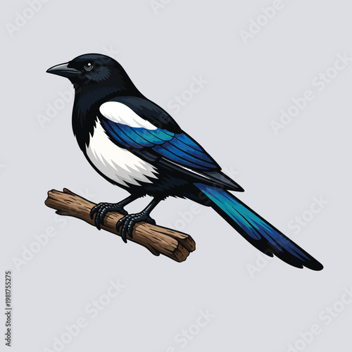 Black and white magpie with blue wing accents on a branch wildlife illustration iridescent creature environment contrast distinctive intelligent folklore symbolism