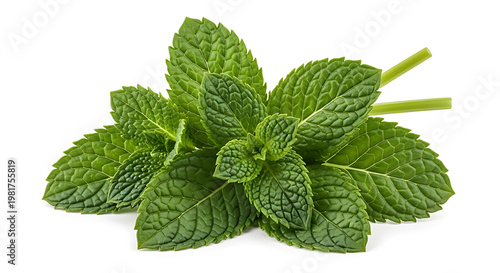 A bunch of fresh green mint leaves on a white background