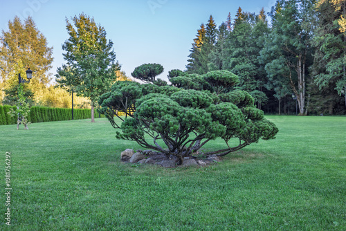 Foto Ornamental Pine Tree On Manicured Lawn in Peaceful Garden Landscape