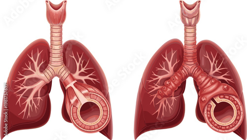 Anatomical Illustration of Human Lungs Showing Air Passageways and Bronchi for Medical, Health, and Biology Education Designs