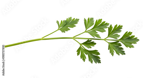Fresh parsley sprig on white isolated on transparent background