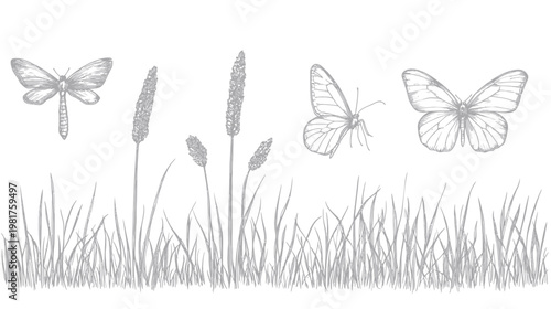 Line drawing of insects and grasses, rendered in grayscale with fine detail
