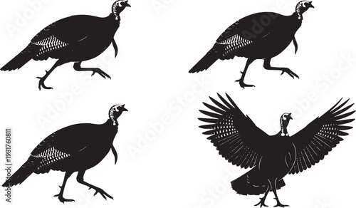 Graphic black silhouette illustrations of wild turkeys in dynamic poses walking, running, and a powerful display with spread wings. Perfect for diverse design projects