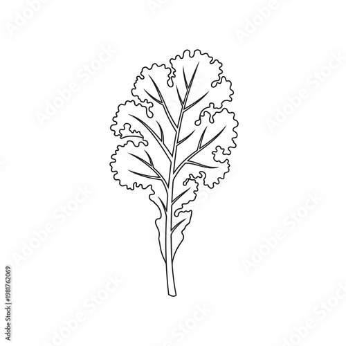 Black and white illustration of a single kale leaf, healthy food concept.
