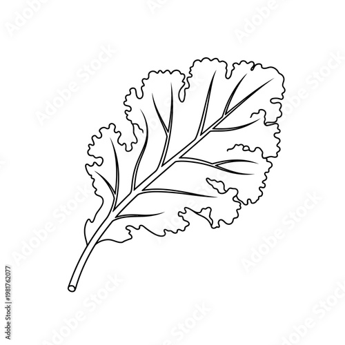 Black and white illustration of a single kale leaf on a white background.