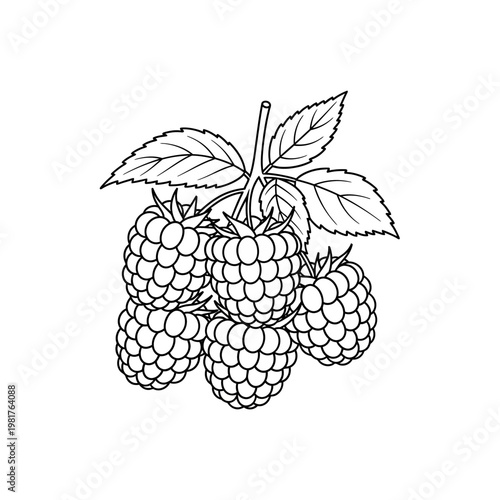Black and white illustration of fresh raspberries with leaves on a white background.