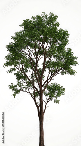 Isolated Green Tree with Dense Foliage on White Background, Realistic Representation