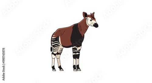 Okapia Forest Giraffe Animal Illustration Isolated White Background