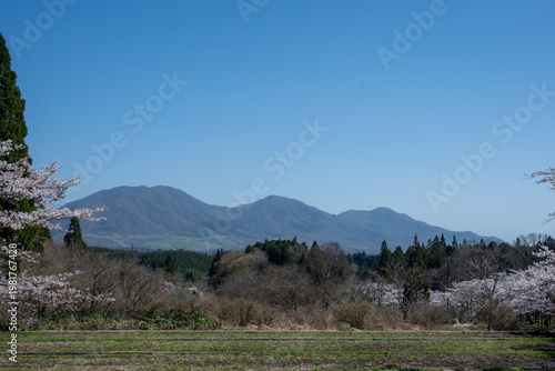 日本の岡山県真庭市の茅部神社のとても美しい桜の季節