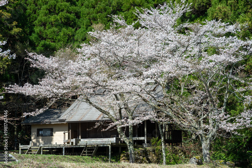 日本の岡山県真庭市の茅部神社のとても美しい桜の季節