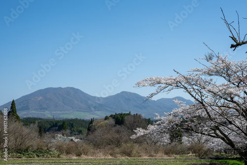日本の岡山県真庭市の茅部神社のとても美しい桜の季節