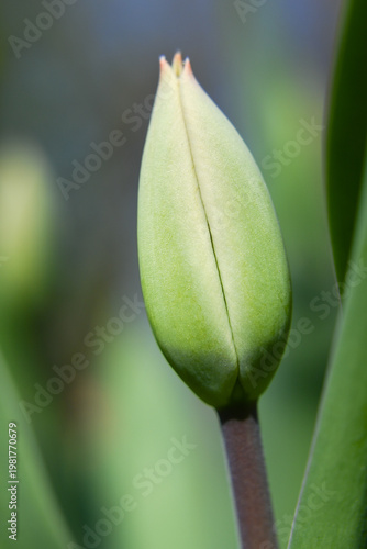 Tulip flower, early undeveloped flower bud, beginning of spring.

