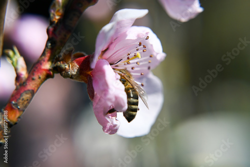 The bee collects pollen from the spring flowers of fruit trees.
