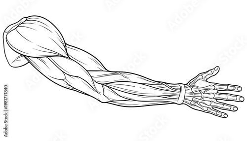 human arm anatomy with muscle and bone structure line art vector on transparent background