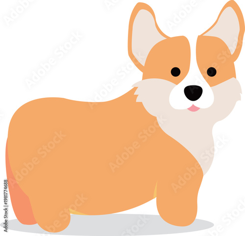 Cute pembroke welsh corgi puppy standing isolated