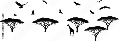 African savanna silhouettes vector, acacia trees, giraffe and flying birds, wildlife landscape isolated on white background illustration set