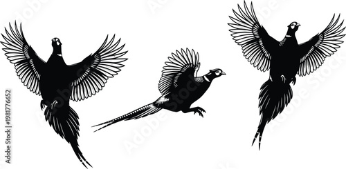 Flying bird silhouettes vector set, pheasant birds in motion, wings spread wildlife illustration isolated on white background design