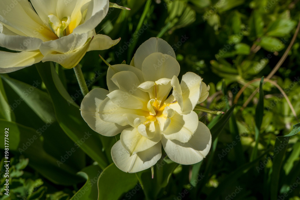 Obraz premium Delicate yellow tulip blossoms in sunlight with fresh spring colors in garden