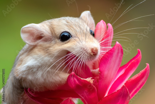 portrait of a Mongolian gerbil playing on a flower