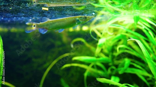 A freshwater fish Ctenolucius hujeta hujeta swims among aquatic plants underwater 2