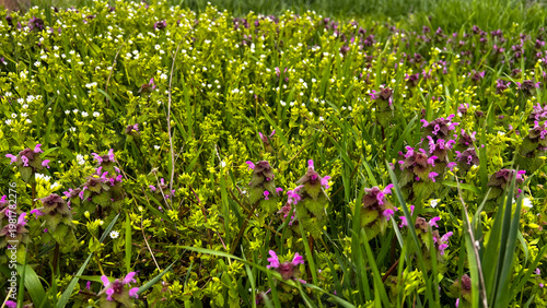 A photo of a spring forest meadow with lush, fresh green vegetation and grass, and small spring flowers growing in it. Spring nature, meadow, lawn, clearing.