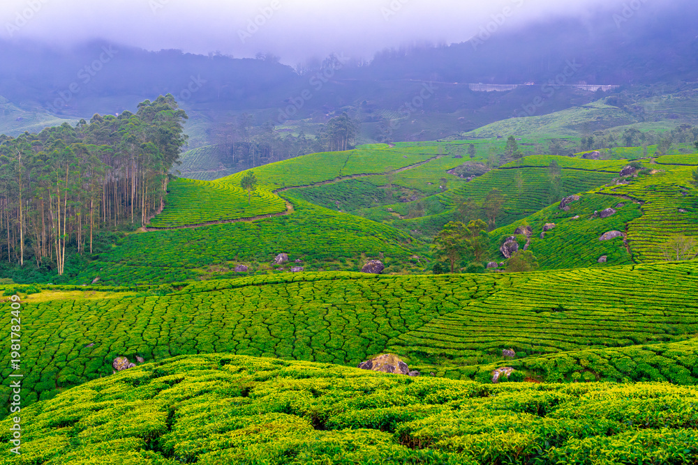 Obraz premium High angle view of terraced tea gardens in daylight with green foliage , Munnar, Kerala, India