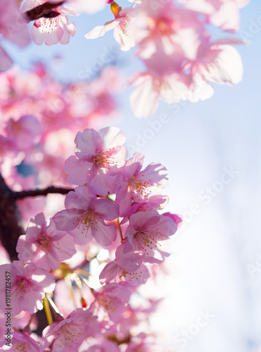 blooming cherry blossoms with soft bokeh against blue sky