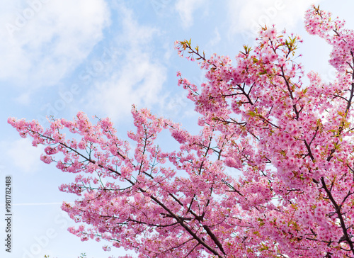 Cherry Blossom Branches in Full Bloom Against Blue Sky Spring Nature Background