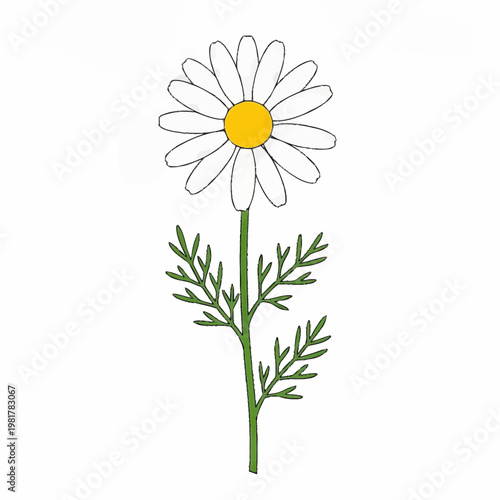 Chamomile Flower Illustration with White Petals and Yellow Center