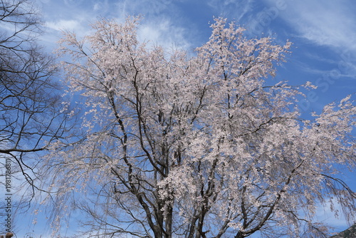 Weeping Cherry Tree in Full Bloom Against Blue Spring Sky