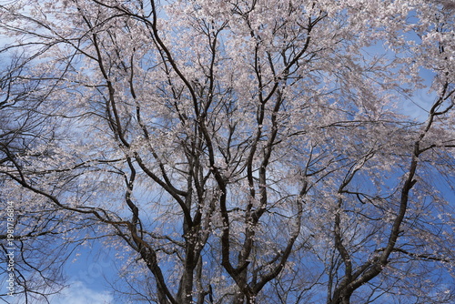 Weeping Cherry Tree in Full Bloom Against Blue Spring Sky