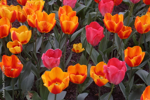 Quadro su tela red and yellow tulips in tulips festival in Morges in Switzerland on April 11, 2