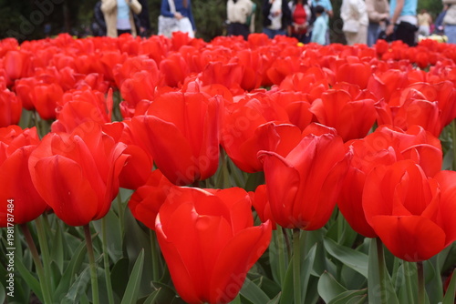 Bild auf Leinwand red and white tulips in tulips festival in Morges in Switzerland on April 11, 20