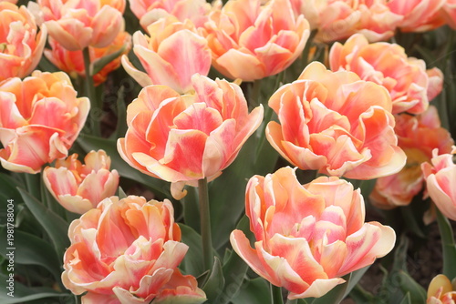 Photos field of tulips / White and pink tulips in tulips festival in Morges in Switzerl