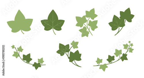 Various Types of Green Ivy Leaves Isolated on White Background.