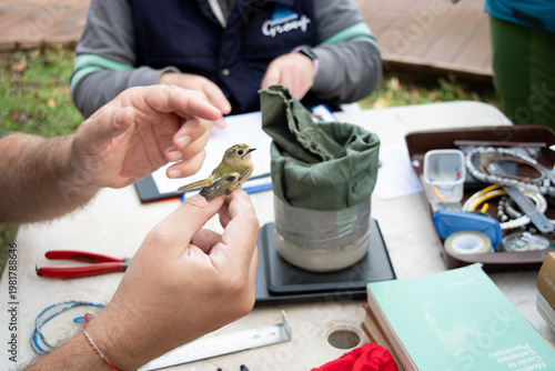 Canvastavla A tiny Goldcrest is gently held by a researcher during a bird ringing session
