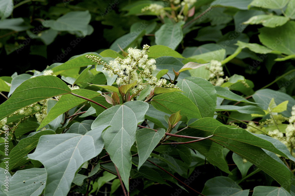 Obraz premium Male Flower Clusters of East Asian mallotus (Mallotus japonicus) in Summer, Tohoku, Japan