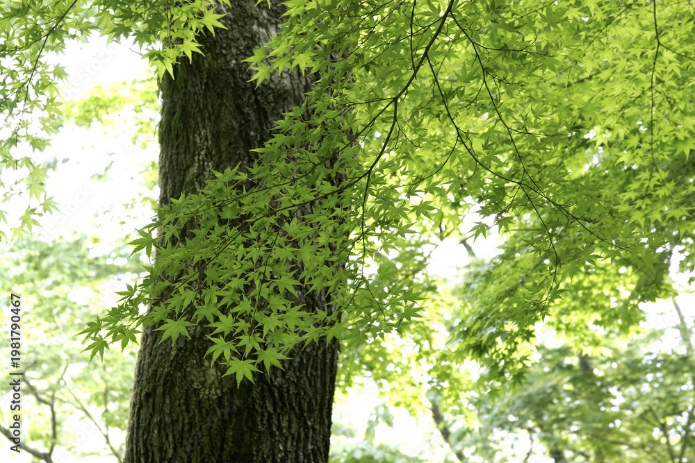 Fototapeta premium Fresh Green Leaves of Japanese maple (Acer palmatum) in Spring, Tohoku, Japan