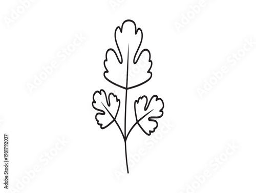 Delicate parsley leaf illustration a botanical sketch in black and white