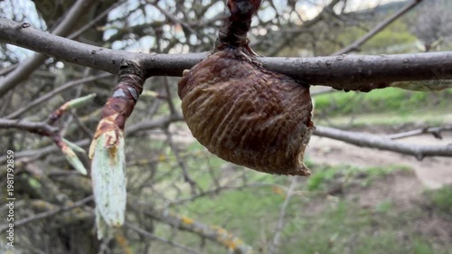Close-up footage of an insect cocoon attached to a tree branch with fresh spring buds in a rural landscape. The video captures natural textures, seasonal change, and early vegetation growth
