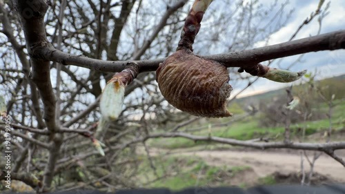 Close-up of an insect cocoon attached to a fruit tree branch in an orchard. Detailed macro view shows pest presence during early spring, with budding shoots around it