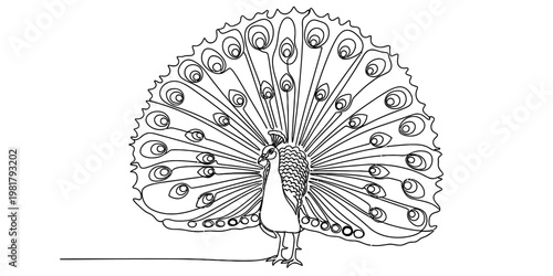 A detailed line art illustration of a majestic peacock with its tail feathers fully displayed