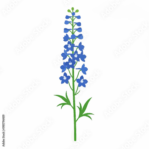 Blue Delphinium Flower Illustration Tall Botanical Floral Design