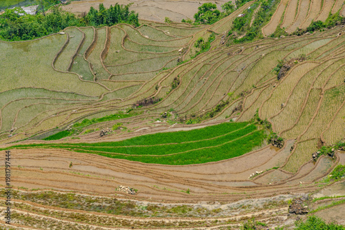 erraced Harmony – Rice Fields in the Mountain Light