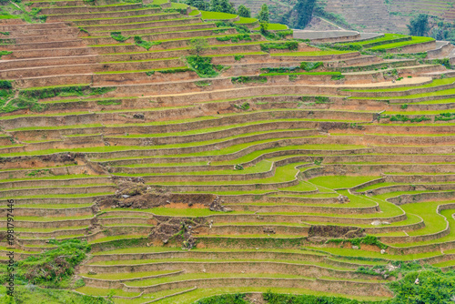 erraced Harmony – Rice Fields in the Mountain Light