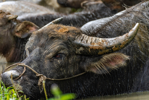 Water Buffalo in the Fields – Life in Rural Vietnam